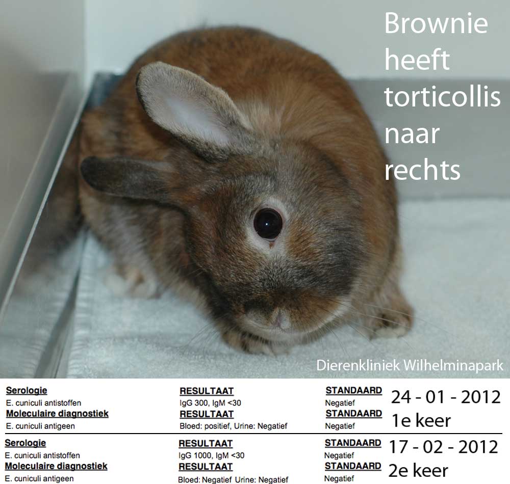 Bloed op E. cuniculi protozoen bij Brownie die een torticollis had, er werd gebruik gemaakt van gepaarde serar